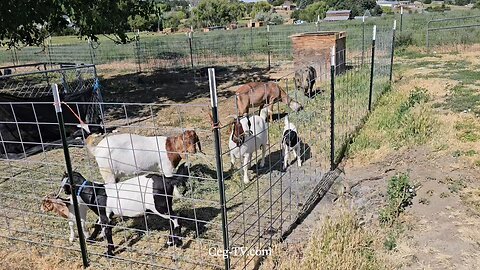 Graham Family Farm NW: 9:20 AM June 26 2025
