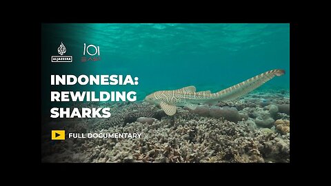 Saving endangered leopard sharks in Indonesia's Raja Ampat archipelago | 101 East Documentary