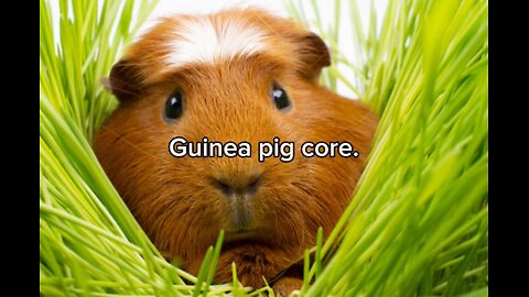 Guinea pig core.🐹😍