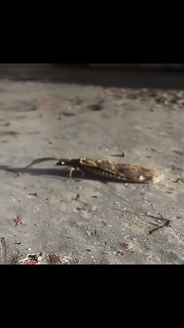 250606 Eastern Dobsonfly