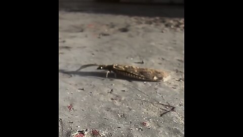 250606 Eastern Dobsonfly