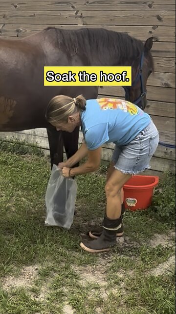 Spa day for Sassy horse (treating white line disease)