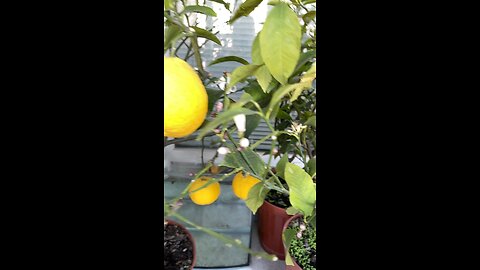 Homemade citrus fruits