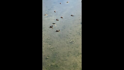 Mallard Ducks 🦆 #mallardducks #followme #shorts #trending #viral ducks #duck