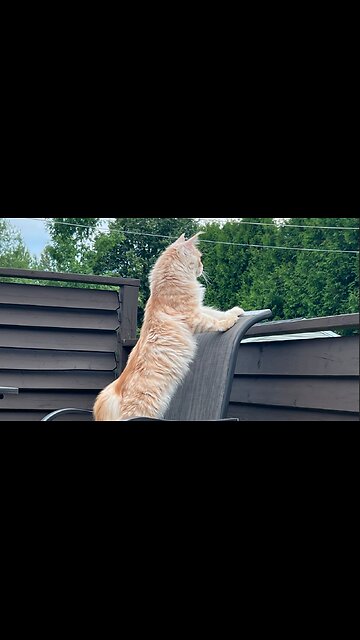 Maine Coon Pasha's first attempts to climb a tree