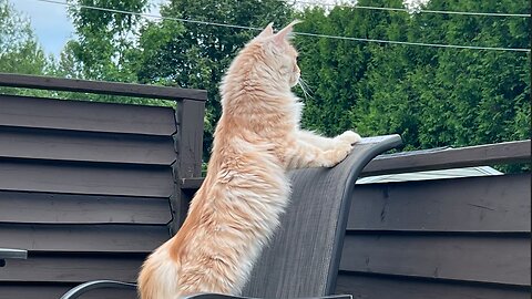 Maine Coon Pasha's first attempts to climb a tree