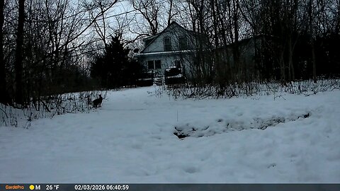 Deer Cam Rabbits In Snow 1 At The Beginning And 1 At The End 02-03-2026 Game Cam Trail Camera