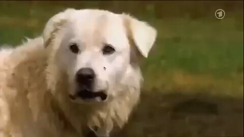 sheepdog saves his flock from a bear attack