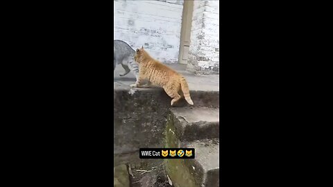 wwe cat