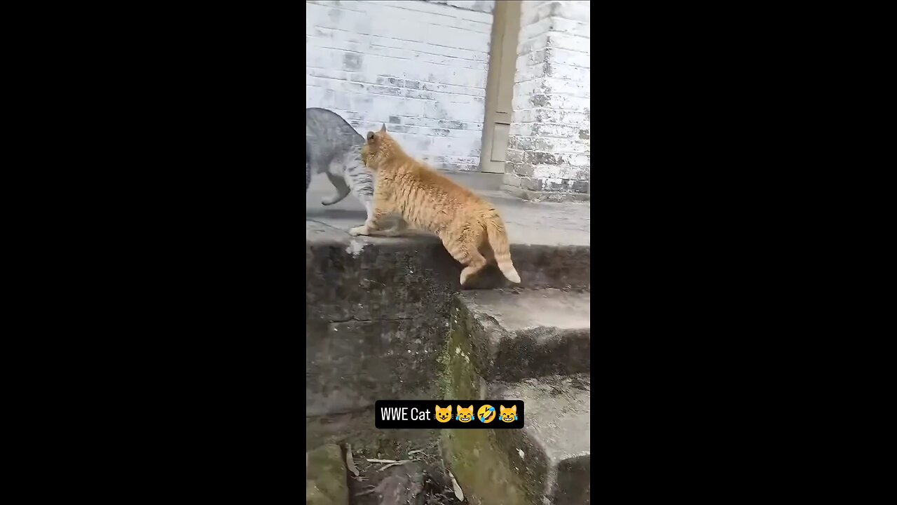 wwe cat