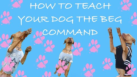 How To Train Your Dog the Beg/Sit Pretty Command