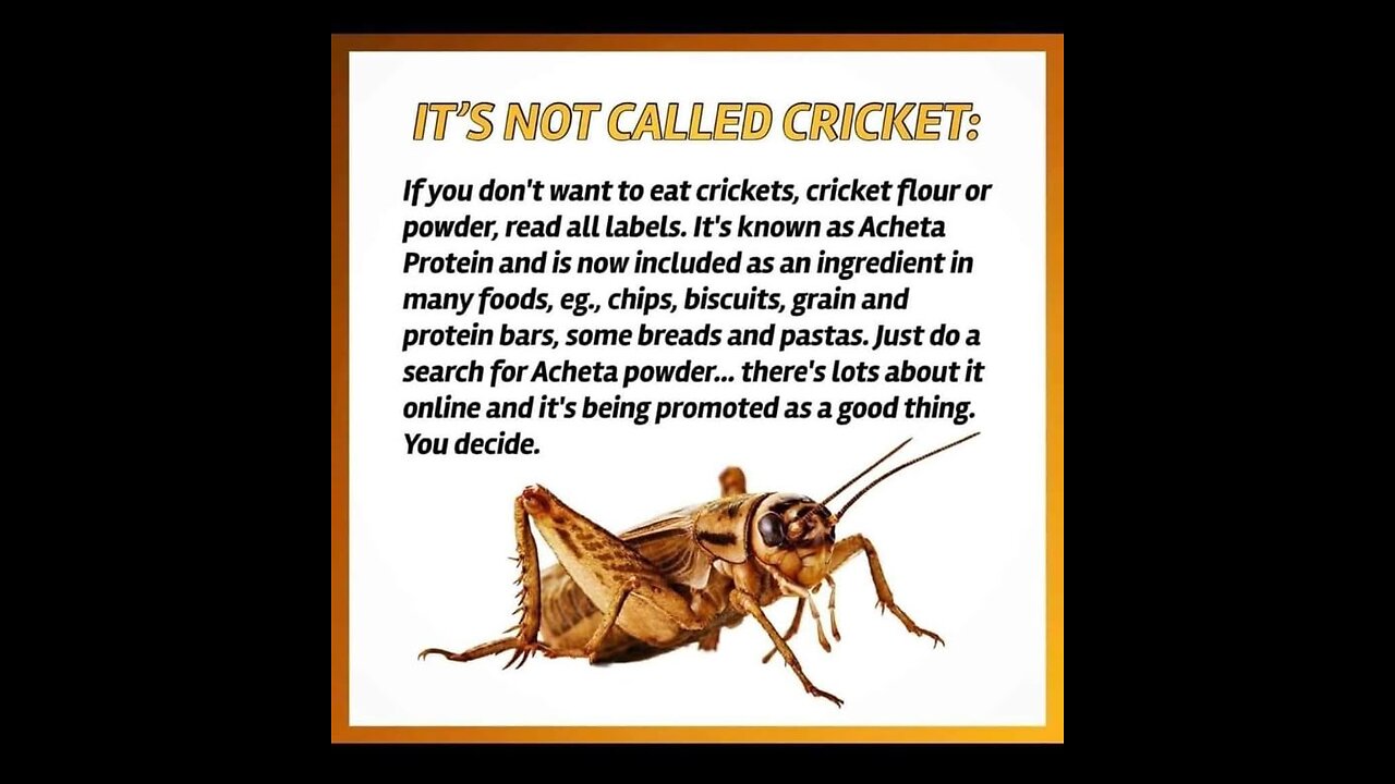 COMPANIES... NOW USING CRICKETS—INSECTS—TO MAKE FLOUR - martinbrodel