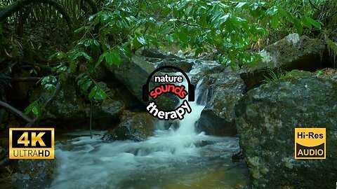 Birdsong & Gentle Stream Sounds; 4K Pure Relaxation Experience