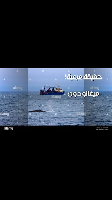 الميجالودون: حقيقة أم خيال؟ لقطات مرعبة تكشف الحقيقة! ️