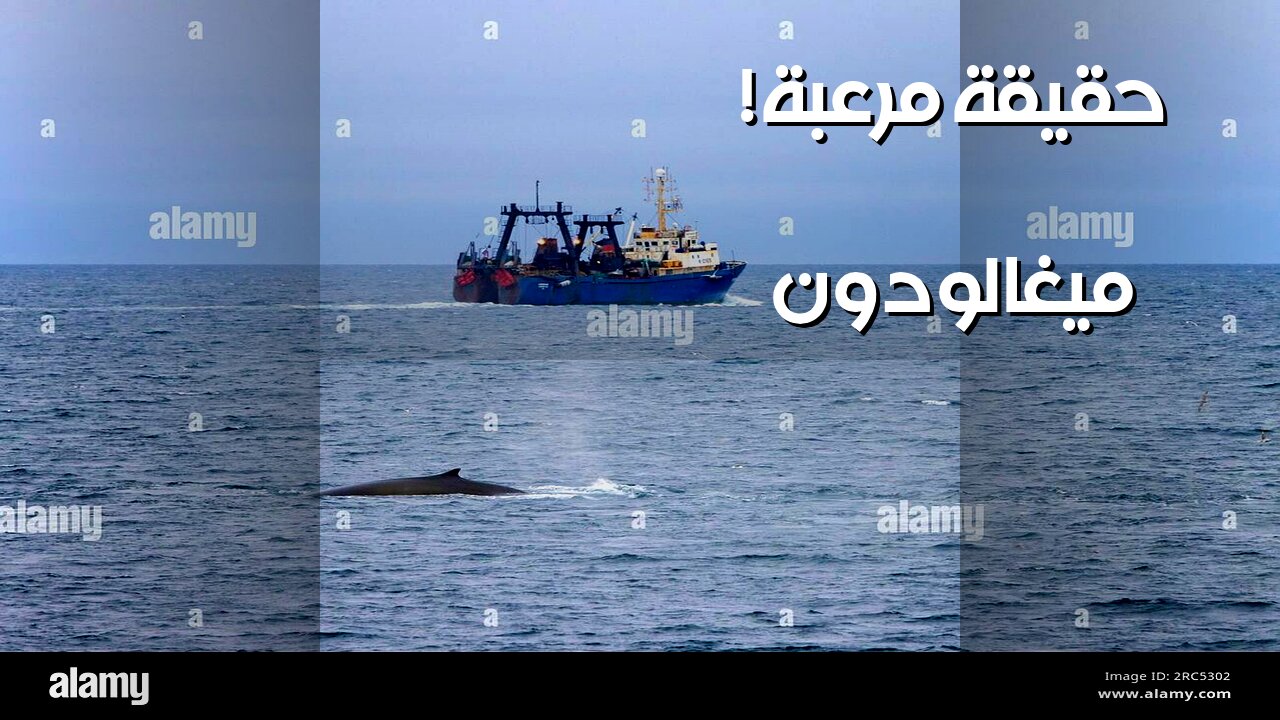 الميجالودون: حقيقة أم خيال؟ لقطات مرعبة تكشف الحقيقة! ️