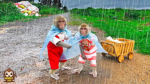 So Touching! YiYi brought a raincoat to help YinYin when he was caught in heavy rain