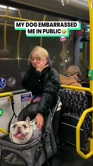 BOYYY can he TALK! 🗣️😅 @sunny_emilio on instagram #funnydog #funnydogs #funnydogvideos #dog #bark