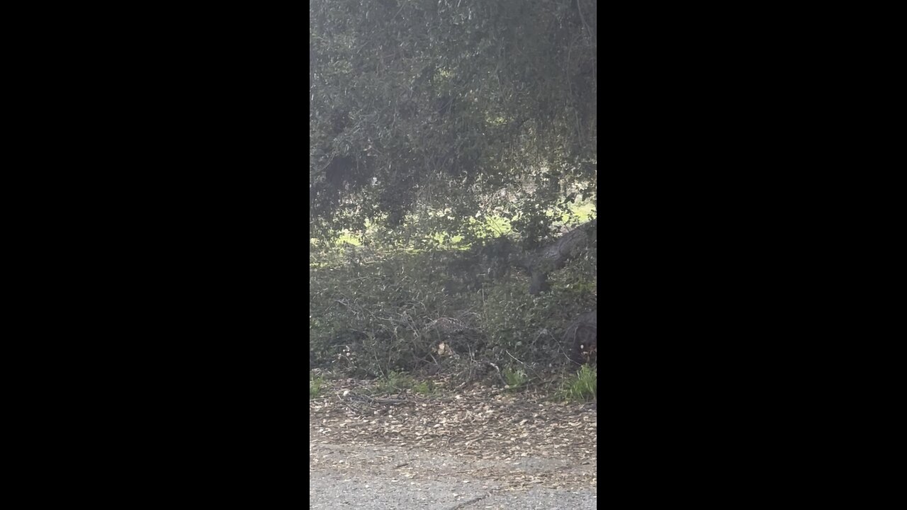 Hawk in the yard!