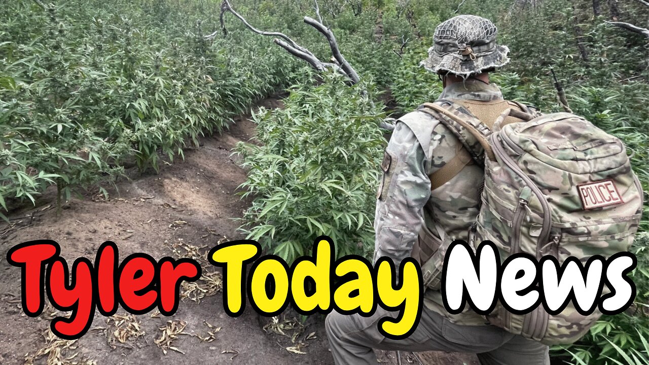 Nearly 2400 Marijuana plants removed from national park in CA