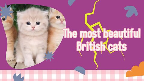 The most beautiful British cats