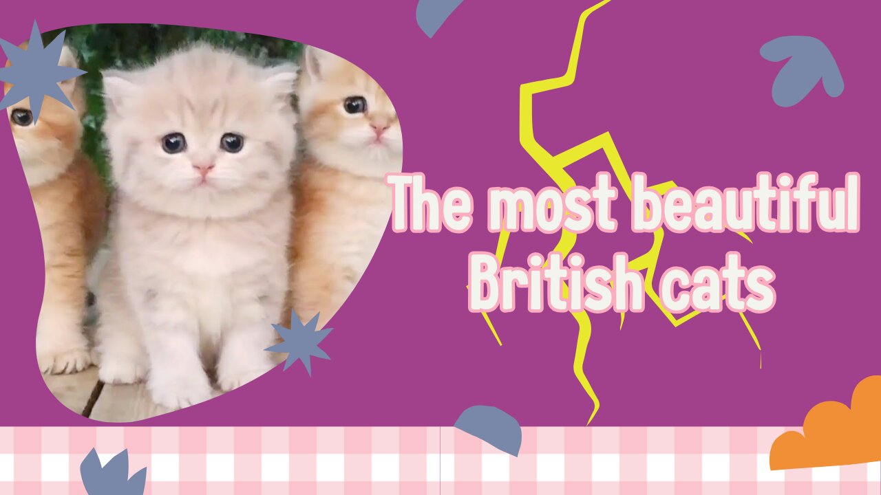 The most beautiful British cats