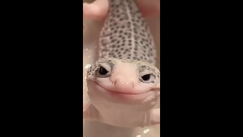 "Life with a Pet Lizard – Too Cute to Handle!"