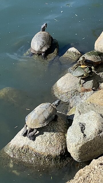 Red-Eared Slider Turtles 🐢 #redearedslider #followme #shorts #viral #trending #turtles #turtle