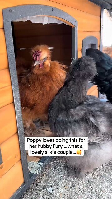 Silkie Chicken Couple