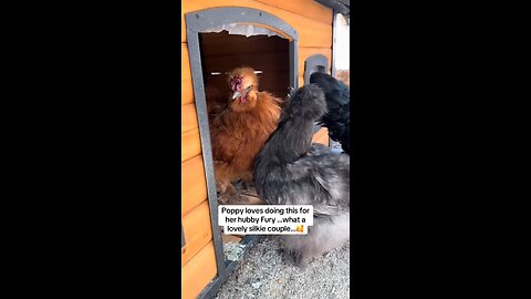 Silkie Chicken Couple