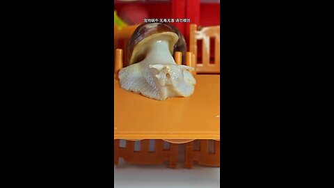 snail