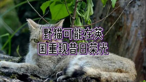 野猫可能在英国重现昔日荣光