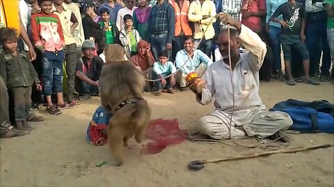 Monkey Dance video