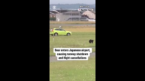 Bear enters Japanese airport