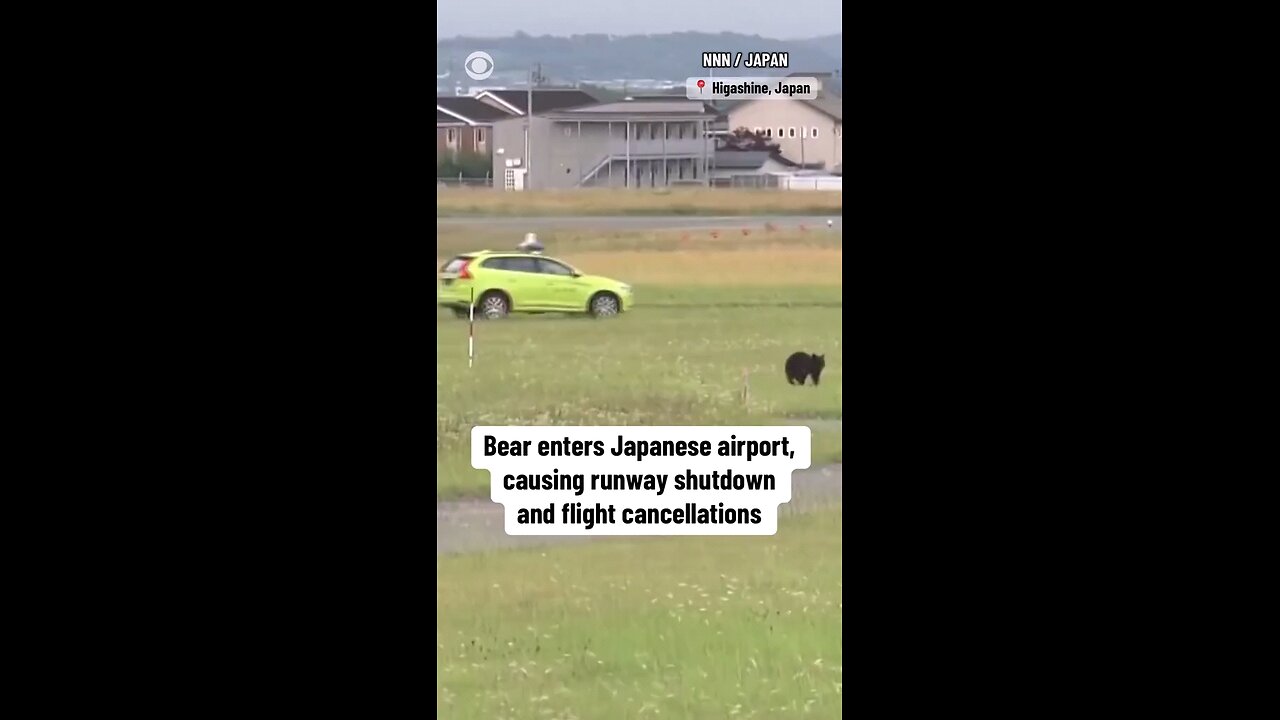 Bear enters Japanese airport