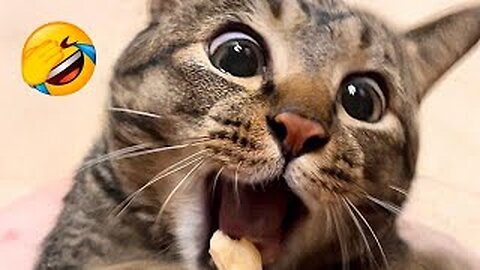 “Funny Animals That Will Make You Cry with Laughter”