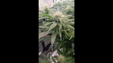 Wedding cheesecake week 12 day 5