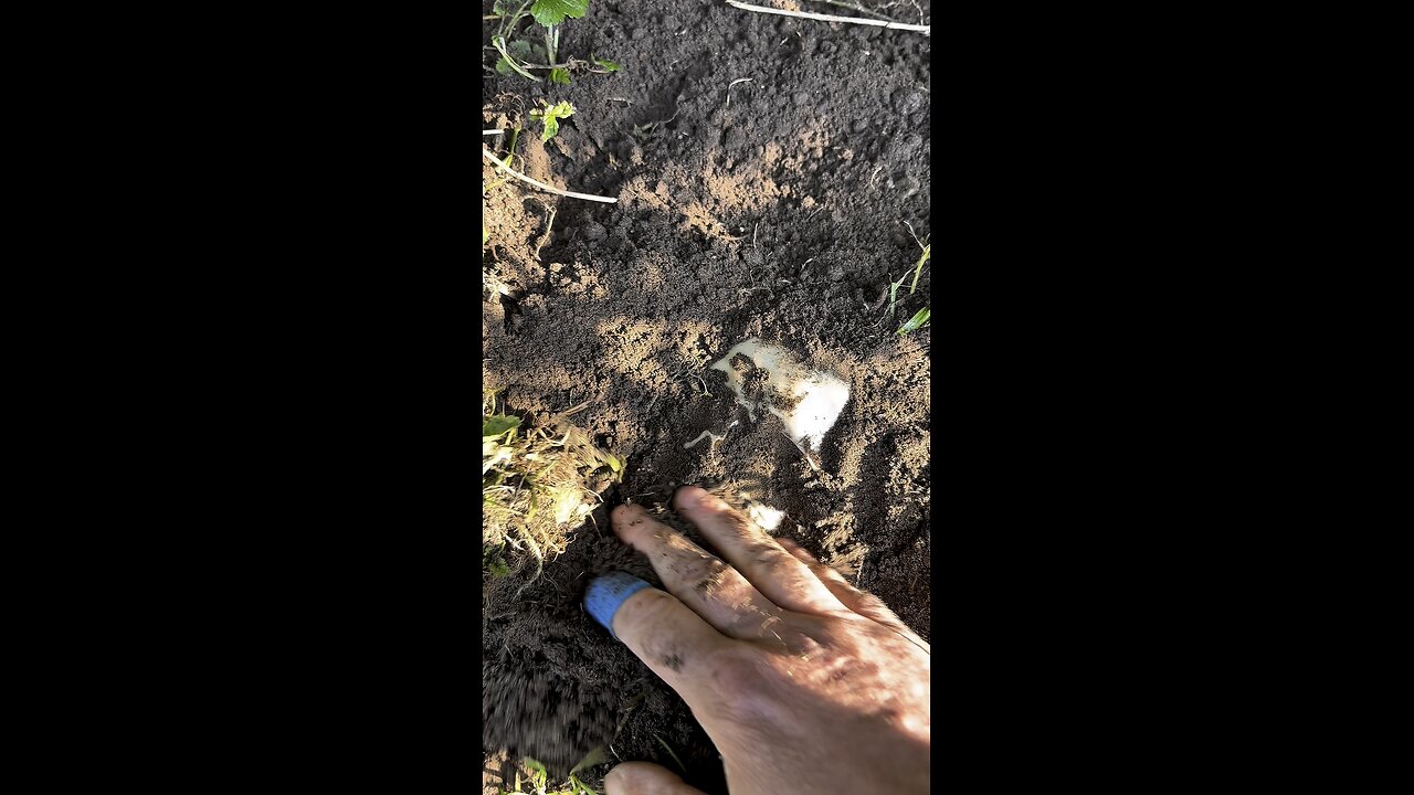 What would you do if you found this !