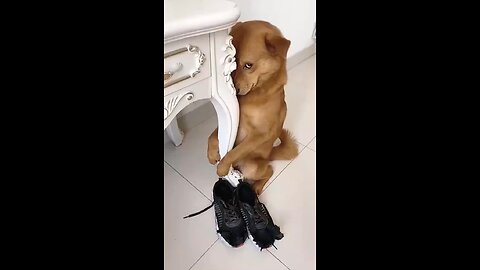 I won't eat it again. promise🤣🐕🙏