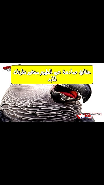 حقائق صادمة عن الطيور ستغير نظرتك للأبد!