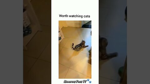 Funny animals 2024😂- Funniest Cats and Dogs Video😹🐶 #2