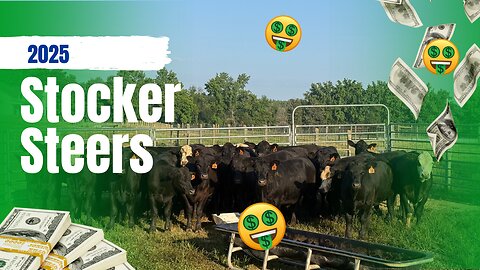 Stocker Steers 2025