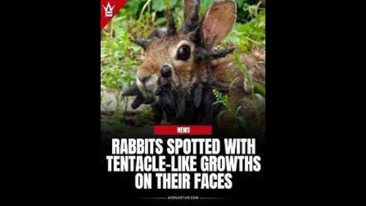 Blue PIGS !! Rabbits With Tentacles!! Seditious TREASON Within Our Government!! GenDRRRR IdenTITY