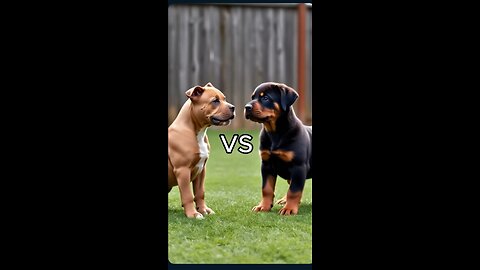 Rottweiler Puppy vs Pitbull puppy ( German Shepherd, Husky, Doberman, labrador retriever, Pointer).