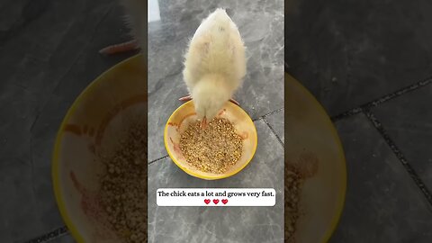 The chicken fell out of the car and the girl saved him