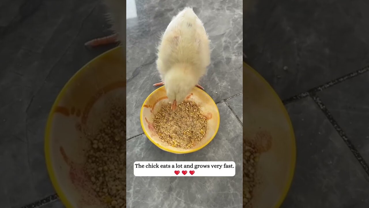 The chicken fell out of the car and the girl saved him