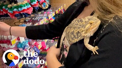 Lizard Goes To Walmart With His Mom | The Dodo