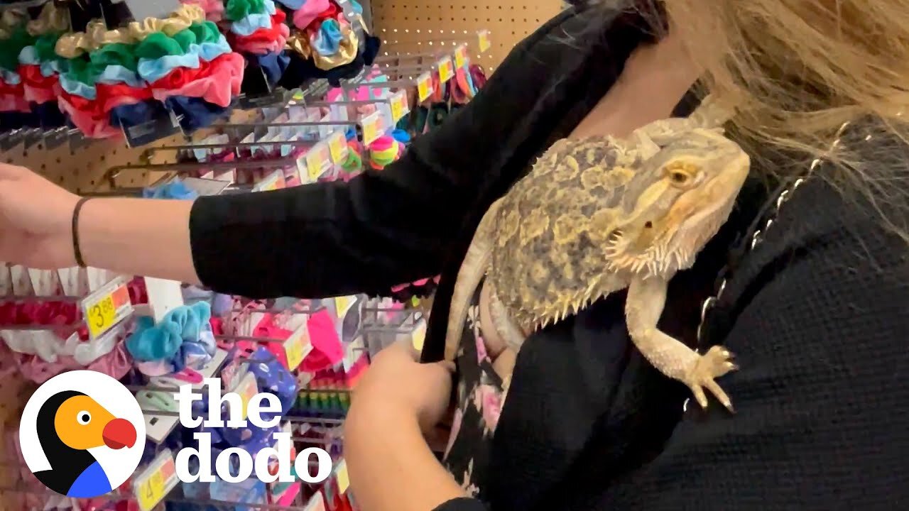 Lizard Goes To Walmart With His Mom | The Dodo