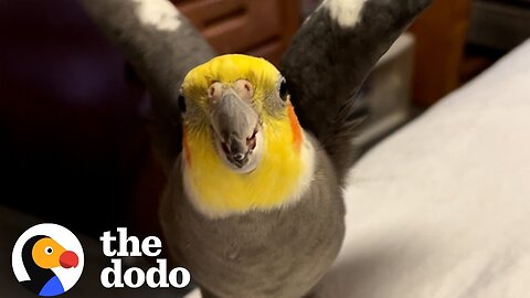 Bird Who Won't Let Mom Have A Boyfriend Finally Breaks Down | The Dodo