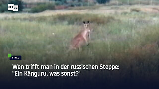 Wen trifft man in der russischen Steppe: "Ein Känguru, was sonst?"