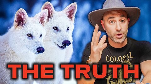 The Dire Wolf is Alive - Extinction Reversed？